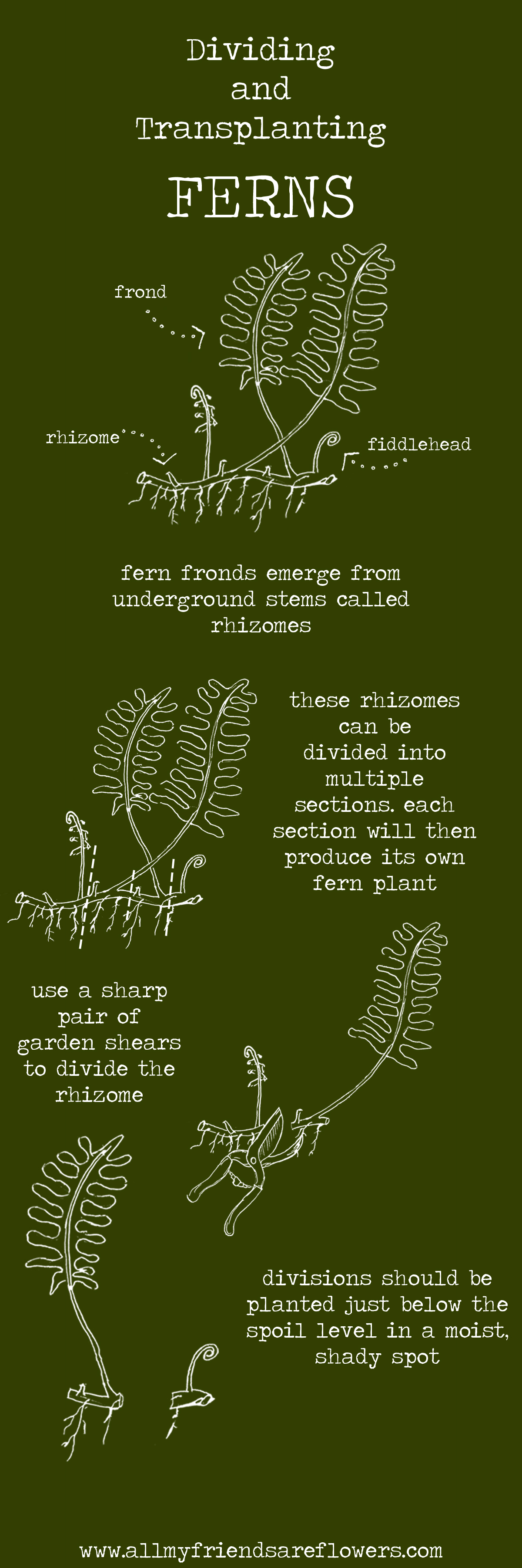 How to Divide Ferns 